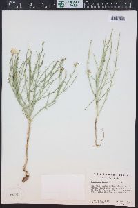 Lygodesmia juncea image