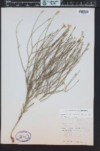 Lygodesmia juncea image