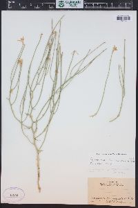 Lygodesmia juncea image