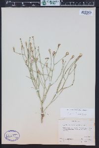 Lygodesmia juncea image