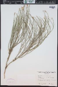 Lygodesmia juncea image