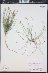 Lygodesmia juncea image