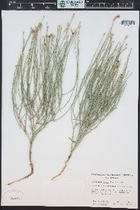 Lygodesmia juncea image