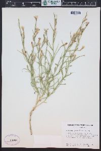 Lygodesmia juncea image