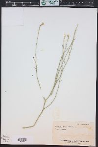 Lygodesmia juncea image