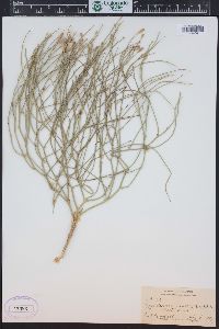 Lygodesmia juncea image