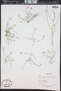 Lygodesmia juncea image