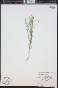 Lygodesmia juncea image