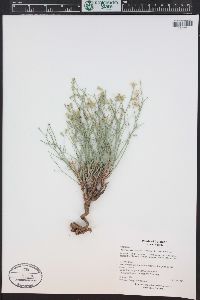 Lygodesmia juncea image