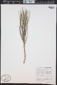 Lygodesmia juncea image