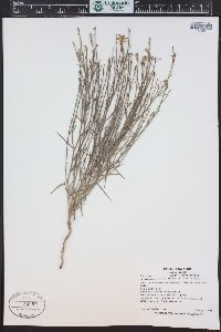 Lygodesmia juncea image