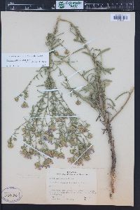 Dieteria canescens var. glabra image