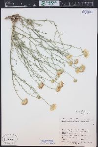 Xanthisma spinulosum var. gooddingii image