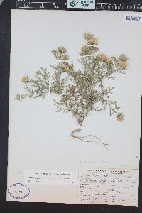 Machaeranthera tanacetifolia image