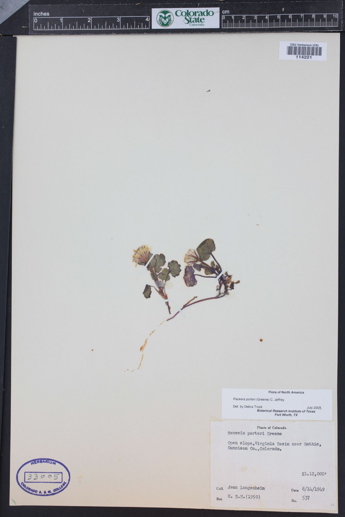 Packera porteri image
