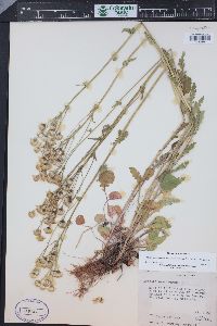 Packera pseudaurea image