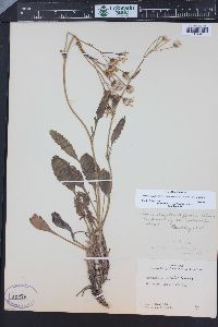 Packera streptanthifolia image