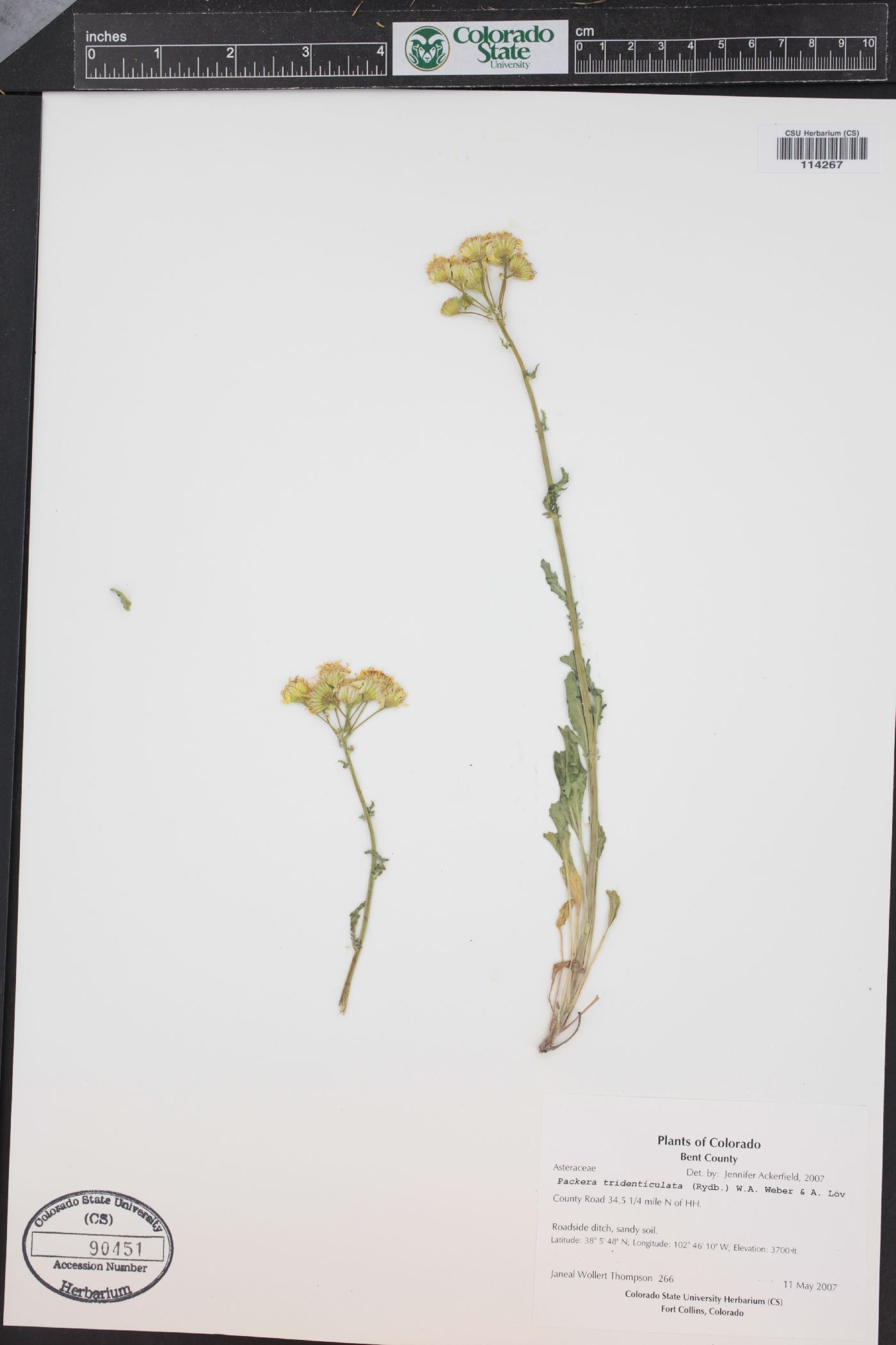 Packera tridenticulata image