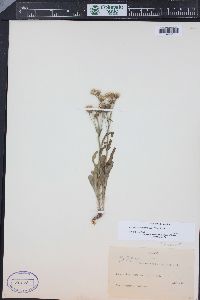 Packera tridenticulata image