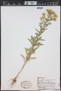 Rayjacksonia annua image