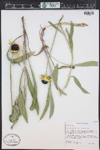 Rudbeckia hirta var. pulcherrima image