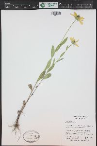 Rudbeckia hirta var. pulcherrima image