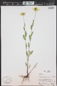 Rudbeckia hirta var. pulcherrima image