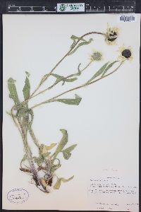 Rudbeckia hirta var. pulcherrima image