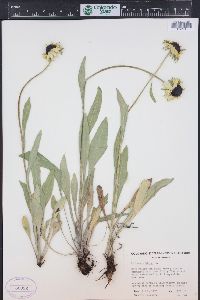 Rudbeckia hirta var. pulcherrima image