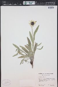 Rudbeckia hirta var. pulcherrima image