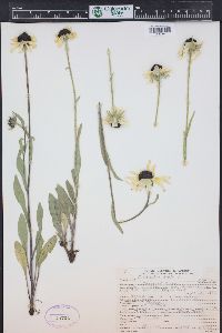 Rudbeckia hirta var. pulcherrima image