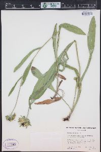 Rudbeckia hirta var. pulcherrima image