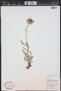 Rudbeckia hirta var. pulcherrima image