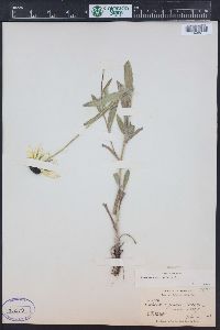 Rudbeckia hirta var. pulcherrima image