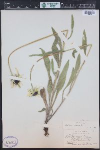 Rudbeckia hirta var. pulcherrima image