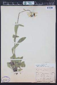 Rudbeckia hirta var. pulcherrima image