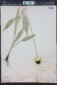 Rudbeckia hirta var. pulcherrima image