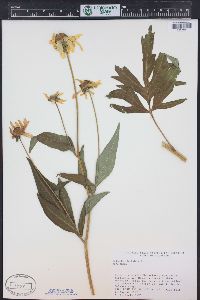 Rudbeckia laciniata var. ampla image