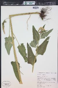 Salix brachycarpa image