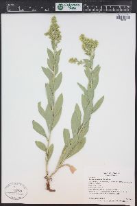 Solidago mollis image