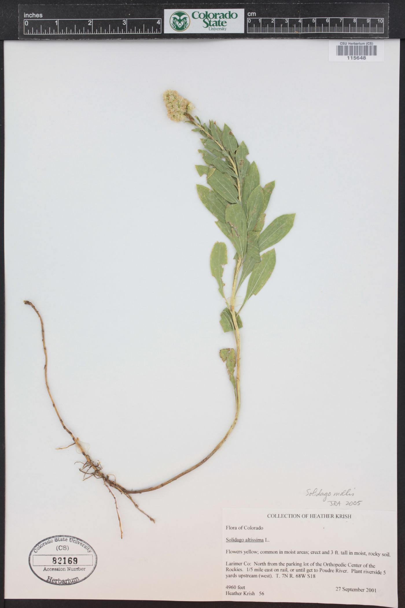 Solidago mollis image