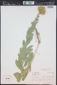 Solidago mollis image