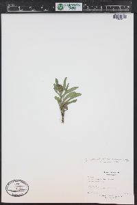 Solidago multiradiata image