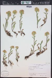 Solidago multiradiata image