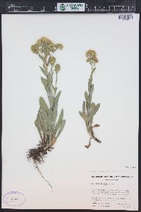 Solidago multiradiata image