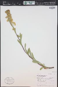 Solidago multiradiata image