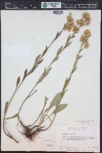 Solidago multiradiata image