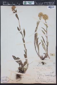 Solidago multiradiata image