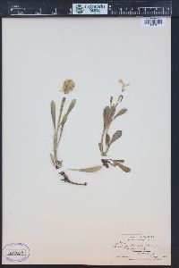 Solidago multiradiata image