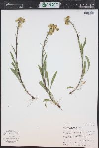 Solidago multiradiata image